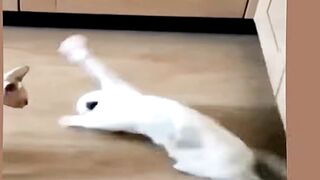 Funny Cat and Dog Videos Compilation 2023 which make you laugh