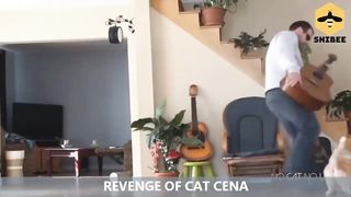 Cat cena meme