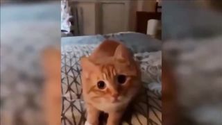 Animal funny video 2
