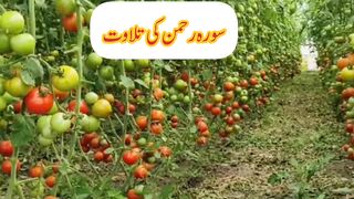 سورۃ رحمٰن کی تلاوت