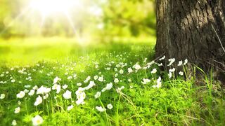 Nature Followers video