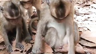 Monky fighting