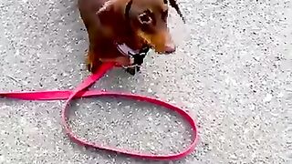 leaving dog but he is never #dog #dogs #doges