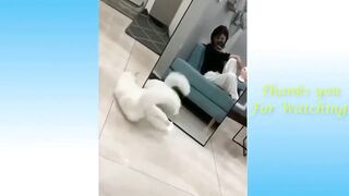 Cute and Funny Animals | Cute Animals Compilation