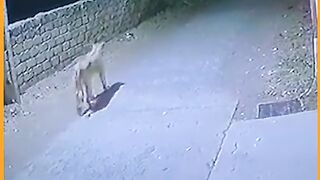 Lions caught in CCTV
