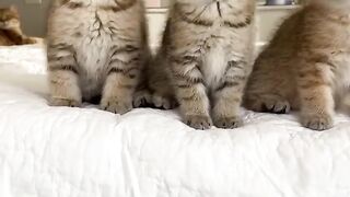 Wednesday kittens dance ????