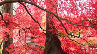 Beautiful Relaxing Music for Stress Relief • Meditation Music, Sleep Music, Study Music 3