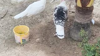 Turkey birds
