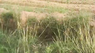 Corn Fields