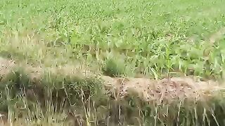 Corn Fields in Punjab