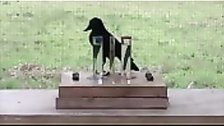 Amazing Video 4