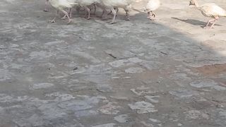 Turkey chicks