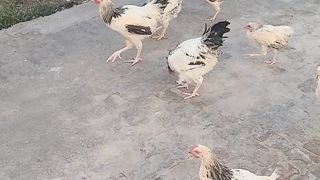 Light sussex hen