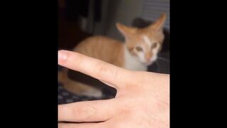 Videos of the funniest dogs ???????? - Funniest animals 2023 | Pets Island
