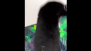Funny Animals 2023 That Will Keep You Laughing For Hours????Funniest Animals Videos 2