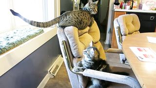 Funny Animals Attack Each Other - Funny Animals Compilation Try Not To Laugh || PETASTIC ????