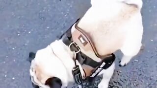 Compilation of dog