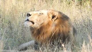 lion real roar and sound
