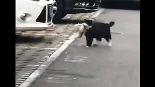 funniest cat 2