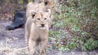 Little lion family 2