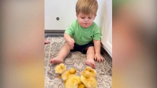 baby playing with duck babies