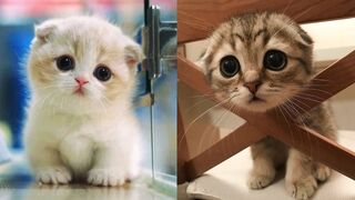 Cute and Funny Cat Videos Compilation #1
