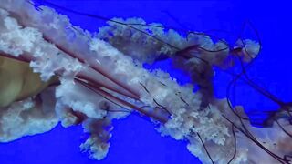 Relaxing Music | Happy Music| Nature Sounds | Underwater Relaxing Music