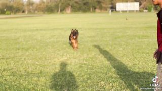 German Shepherd Dog ❤️????