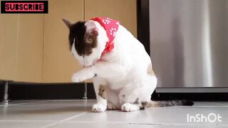 Animals cat funny kids and enjoy 2023