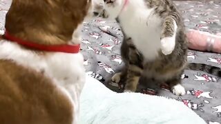 Funny dog and cat 3