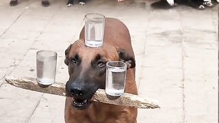 Talented dog , beautiful fun