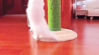 si meong cute
