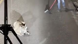 Lady tries to remove Mountain Lion from the road with only a broom ????