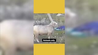 Funny animals 23