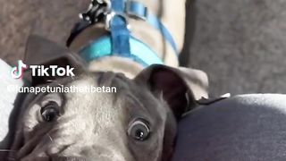 Funny Dogs Compilation! ???? (Happy Doggos) ????
