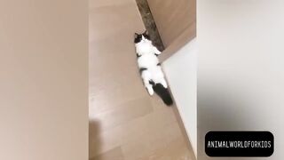 ???? LAUGH Non-Stop With These Funny Cats ???? - Funniest Cats Expression Video ???? - Funny Cats Life 2