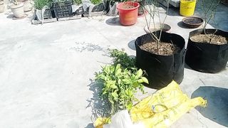 ہمارے پتوکی سے نئے پودے آئے
