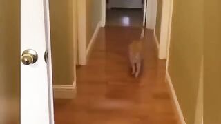 File name Funny Animals Videos 2023 Funniest Cats And Dogs Video
