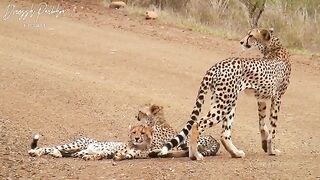 Little Cheetah Family