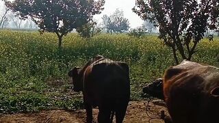 yeh mana k jaanam | Village Life Style | LofarVlog