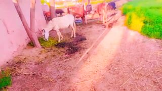 ||Pakistani Punjabi cultural heritage and animals||