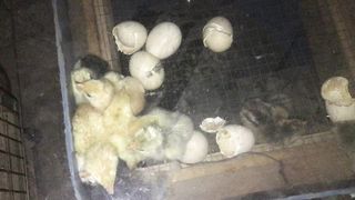 Hatching Day for Chicken Eggs | Rooftop Farming