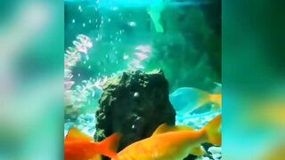 Fish ???????? Lover's