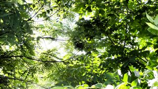Sun greenery