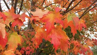 Autumn leaves 2