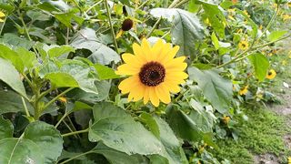 Flowers #razaqrao