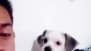 ????Funny Animals & Cute Pets Viral Videos Compilation???? - Animals LOL Moments #funnyanimals #funnydogs