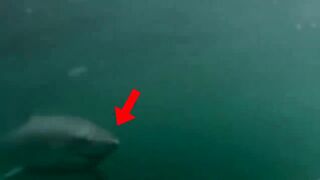 Dangerous Shark Encounters compilation