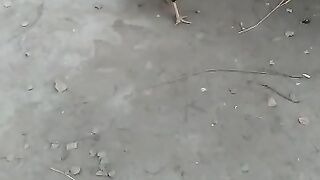 Aseel and turkey ???? birds fight????????????????