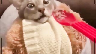 Gatos Engraçados 2021- Funny cat reaction - video engraçado